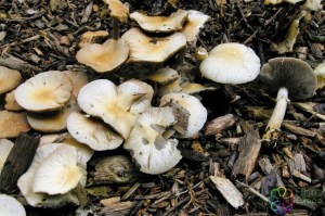 Agrocybe rivulosa (1).jpg_product